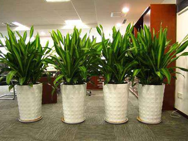 辦公室植物擺放怎么比較好？辦公室擺放植物有哪些？
