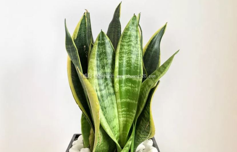 植物的養(yǎng)護(hù)技巧