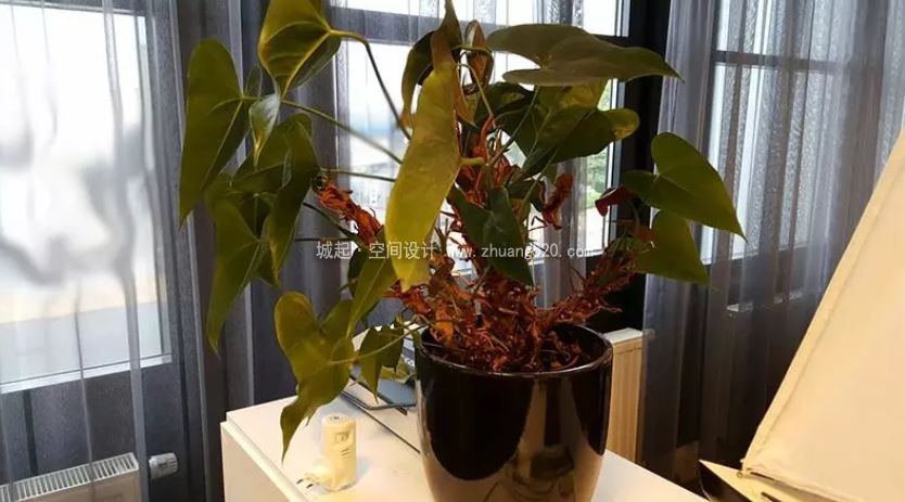 辦公室植物的養(yǎng)護(hù)